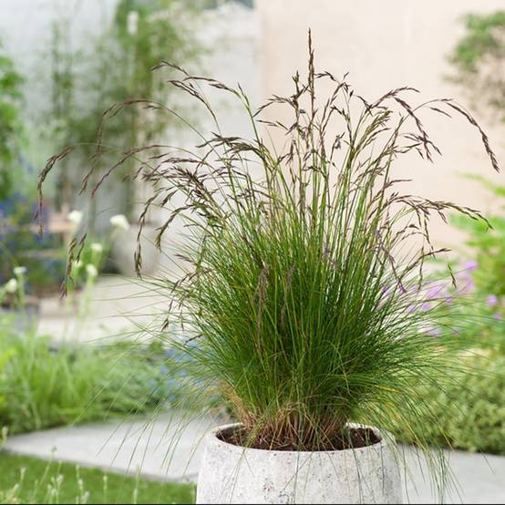 Festuca amethystina - Image 1
