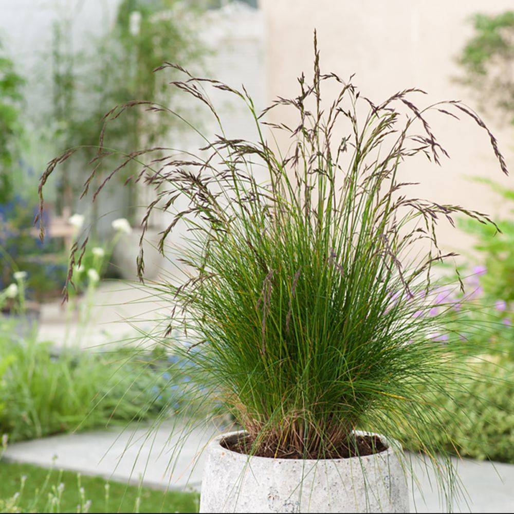 Festuca amethystina