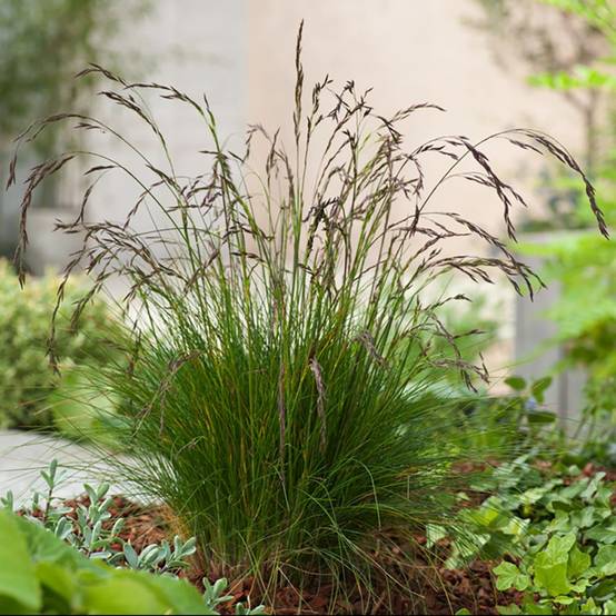 Festuca amethystina - Image 4
