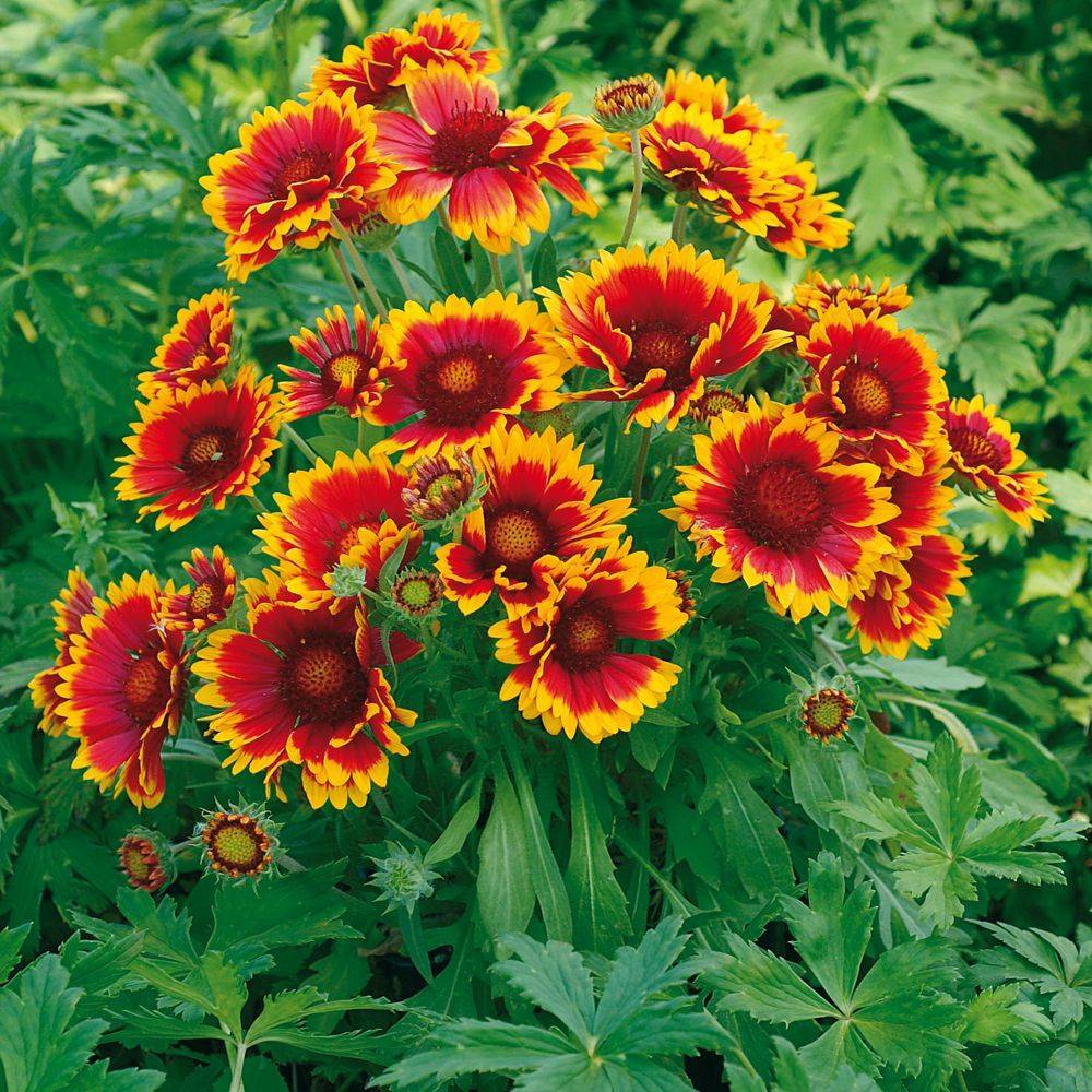 Gaillarde 'Royale'