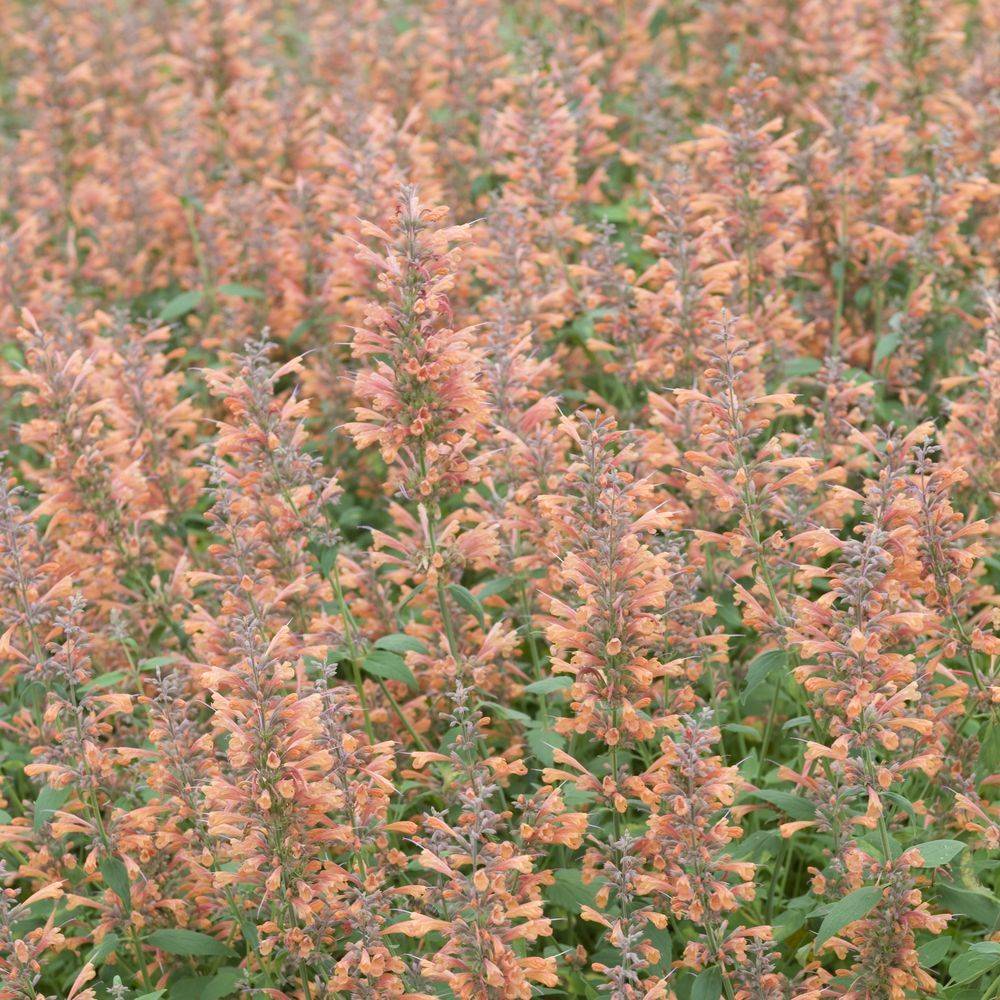 Agastache mexicana apricot sprite - Image 1