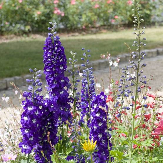 Delphinium hybride giant pacific guinevere