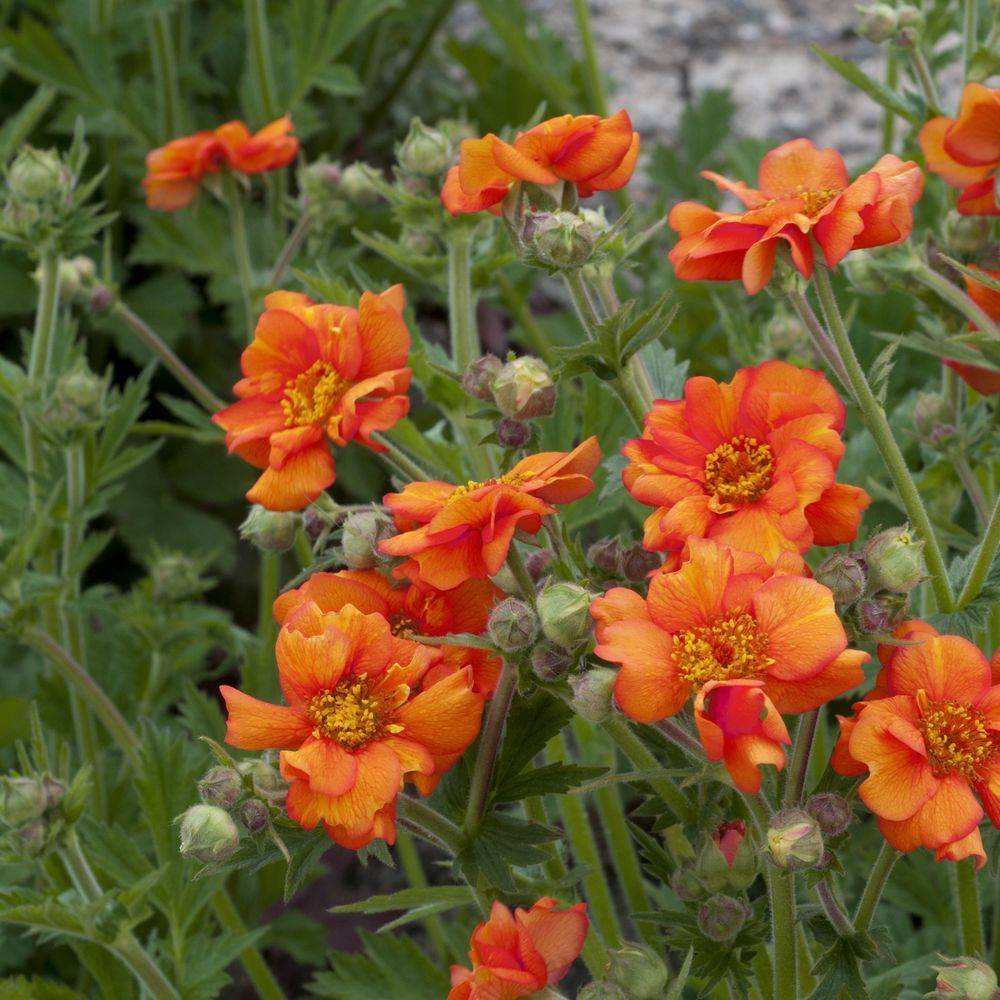 Geum coccineum borisii strain lot de 3