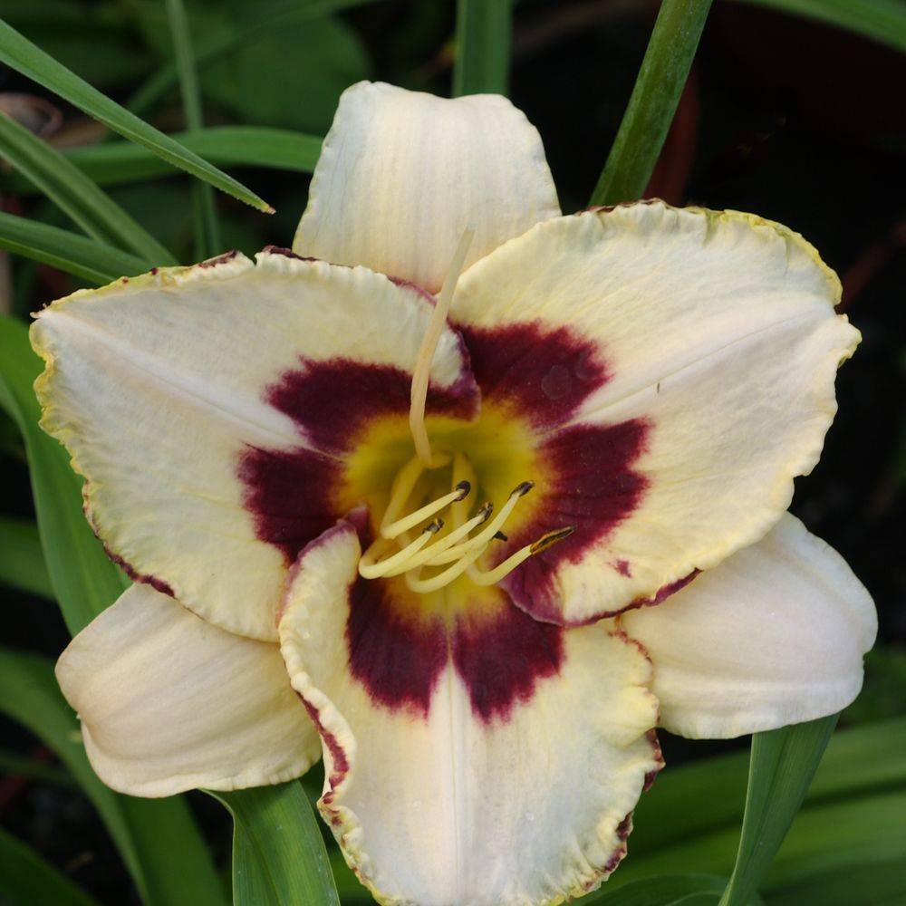 Hemerocallis moonlight masquerade lot de 3