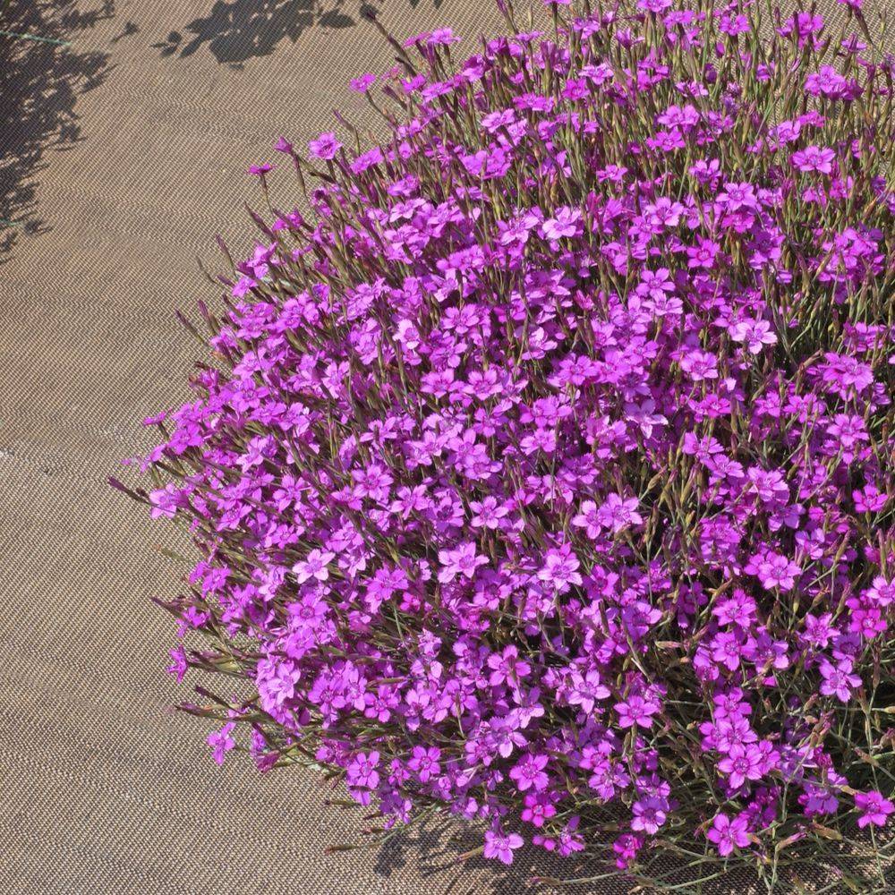 Oeillet deltoides rose - Dianthus deltoides - Lot de 3 - Image 1