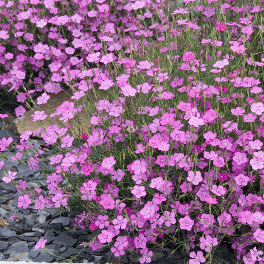 Oeillet deltoides rose - Dianthus deltoides - Lot de 3 - Image 2