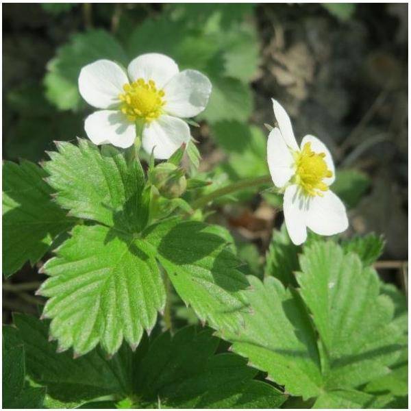 Fraisier remontant 'Fraise des bois' - Image 2