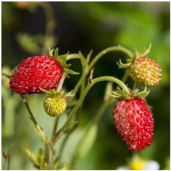 Fraisier remontant 'Fraise des bois' - Image 1