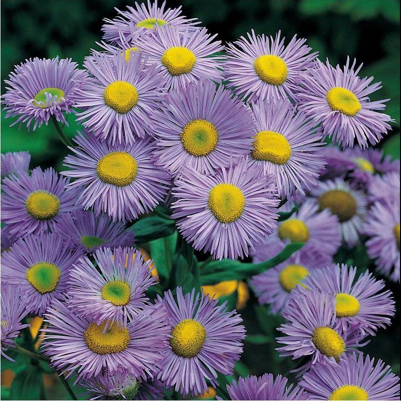 Erigeron speciosus bleu lot de 3