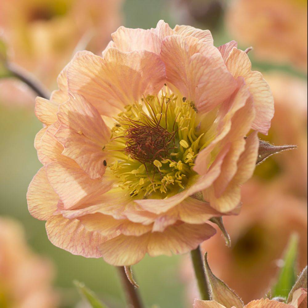 Benoîte Mai tai® - Geum rivale Mai tai® - Image 1