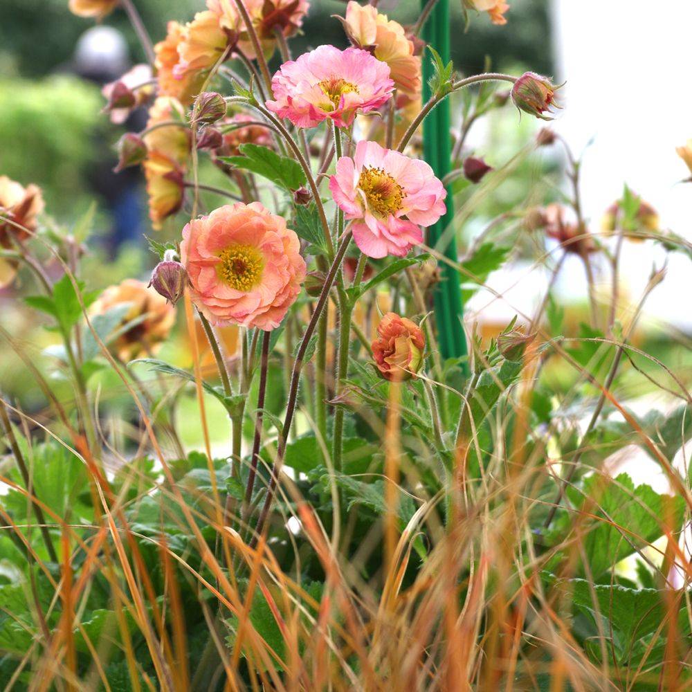 Benoîte Mai tai® - Geum rivale Mai tai® - Image 3