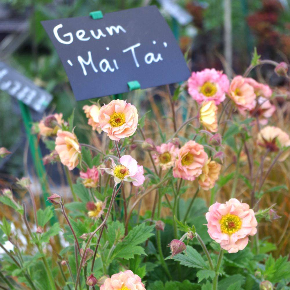 Benoîte Mai tai® - Geum rivale Mai tai® - Image 4