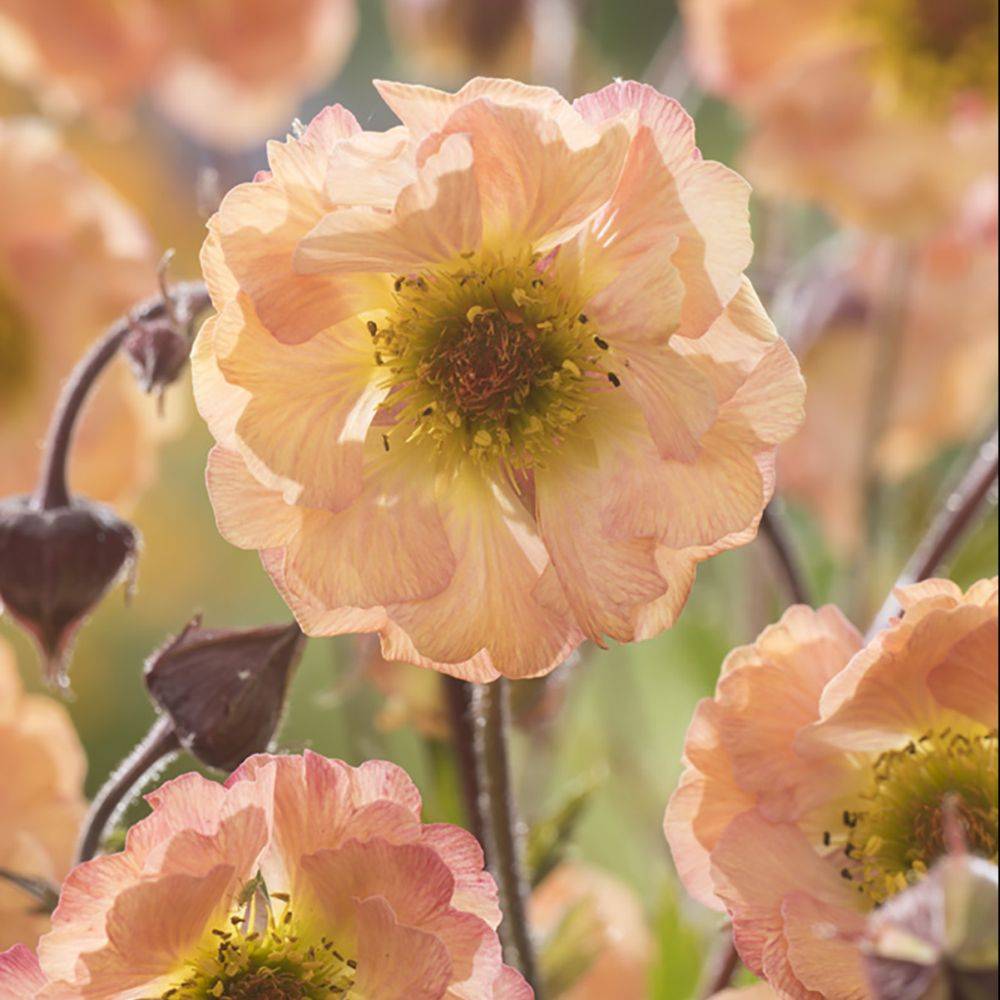 Benoîte Mai tai® - Geum rivale Mai tai® - Image 5