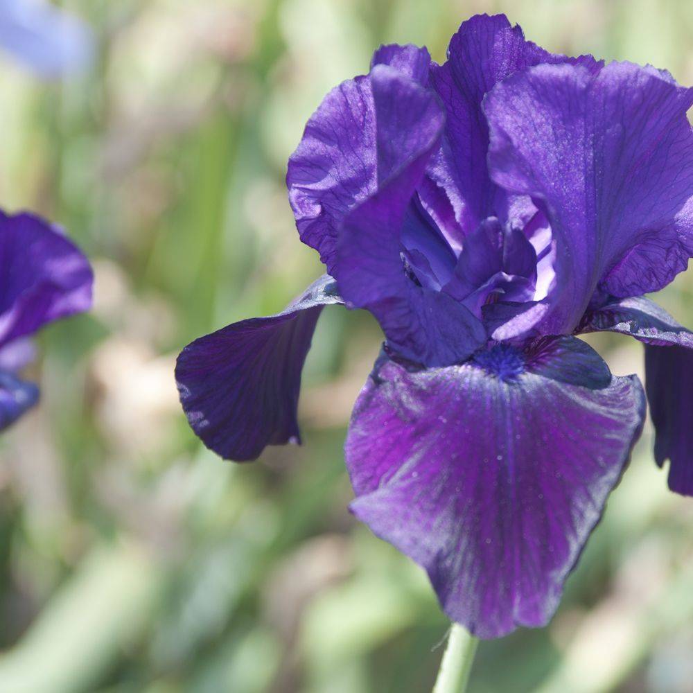 Iris germanica tuxedo