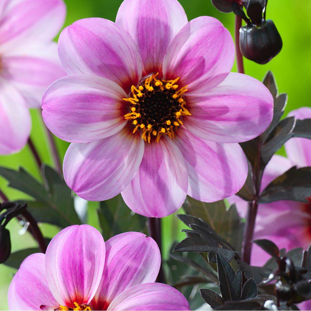 Dahlia 'Mystic Dreamer'