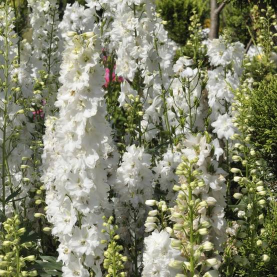 Delphinium hybride giant pacific galahad - Image 2