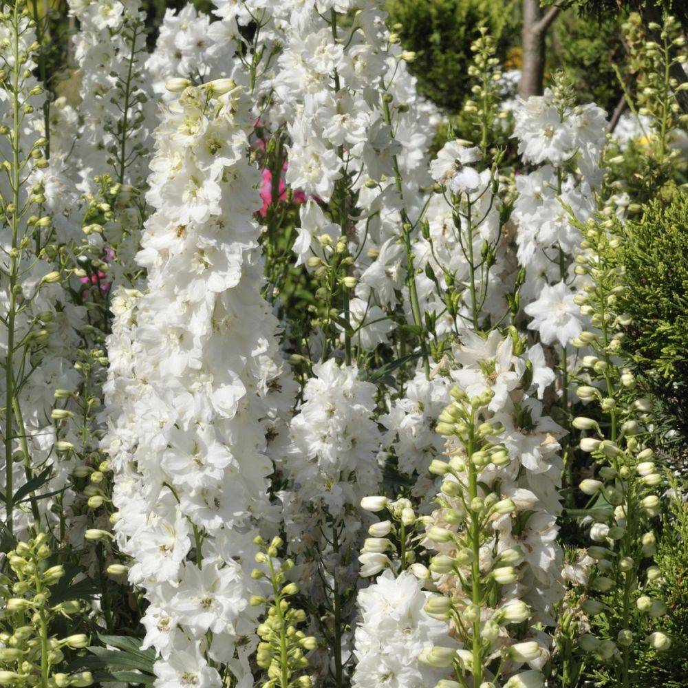 Delphinium hybride giant pacific galahad - Image 2