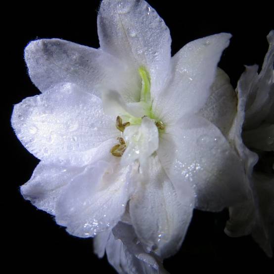 Delphinium hybride giant pacific galahad - Image 1