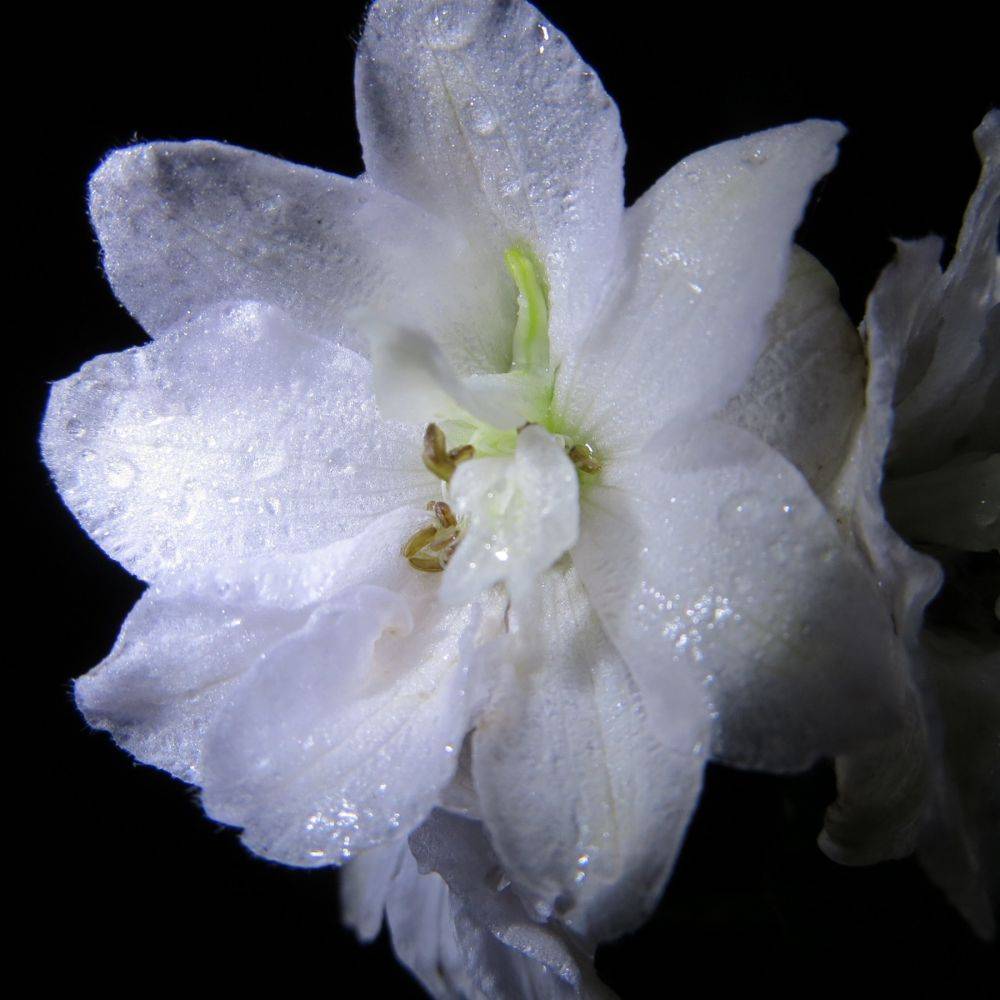 Delphinium hybride giant pacific galahad - Image 1