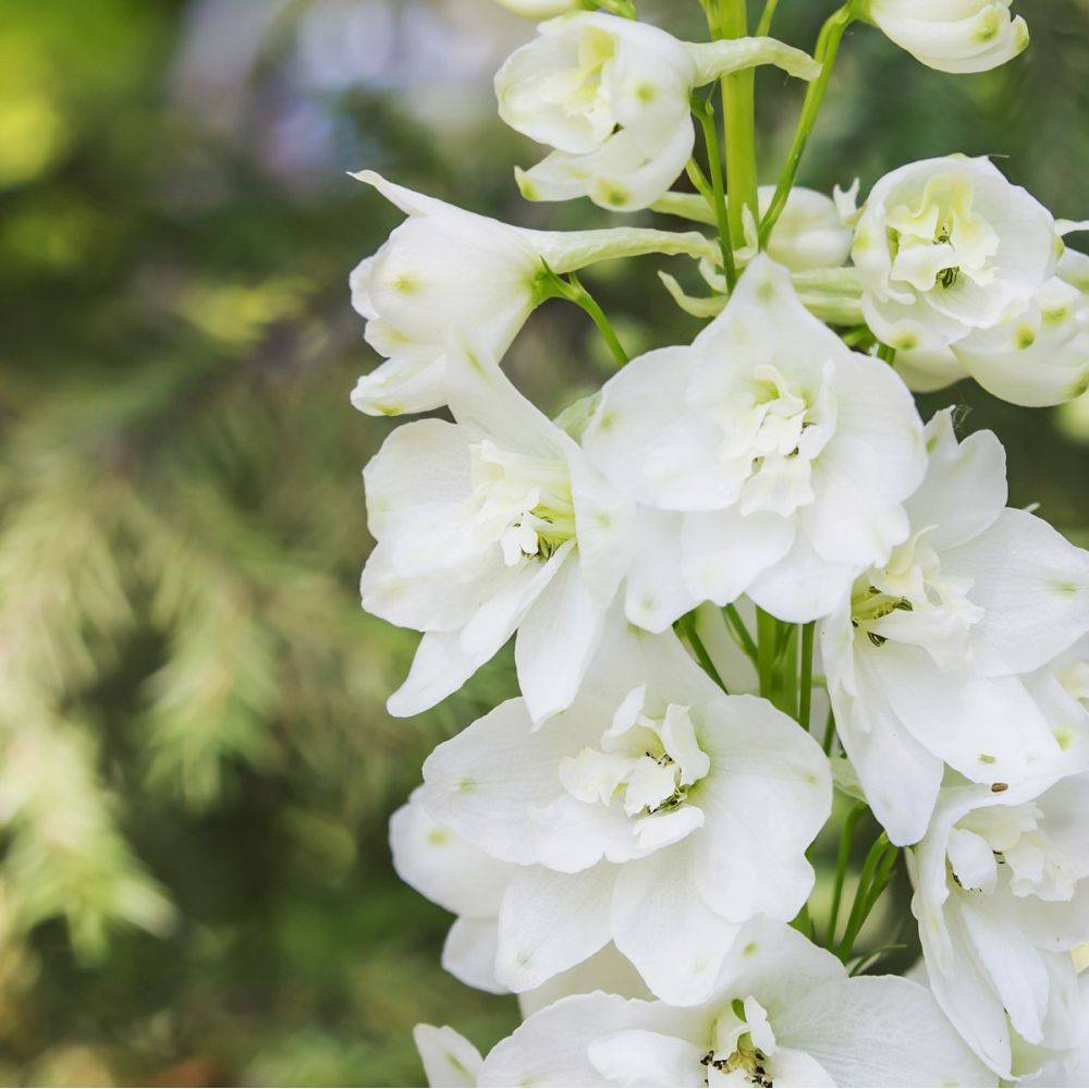 Delphinium hybride giant pacific galahad - Image 3