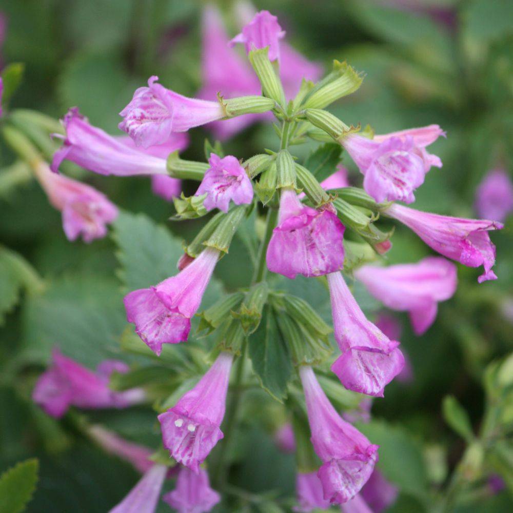 Calamintha à grandes fleurs roses