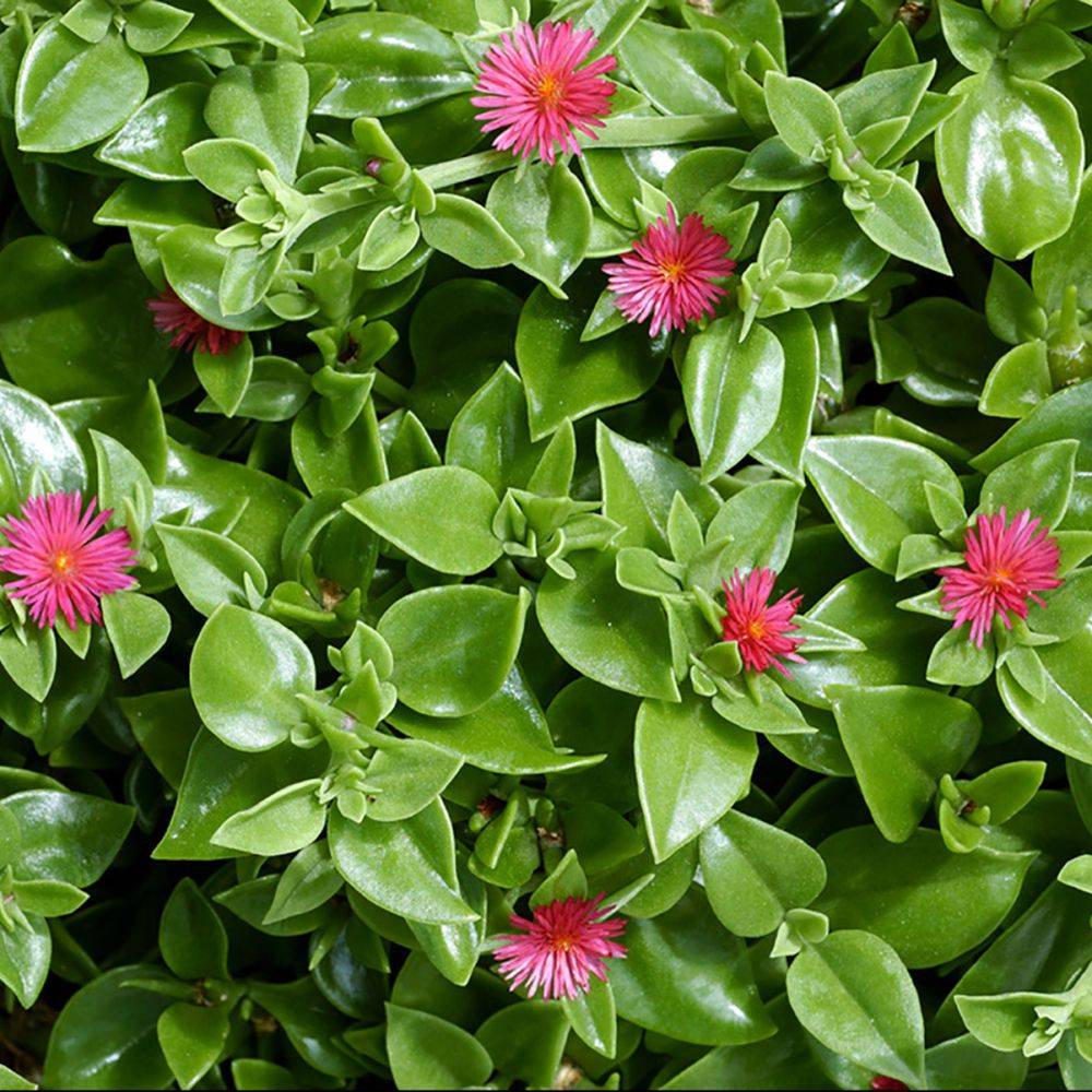 Aptenia cordifolia