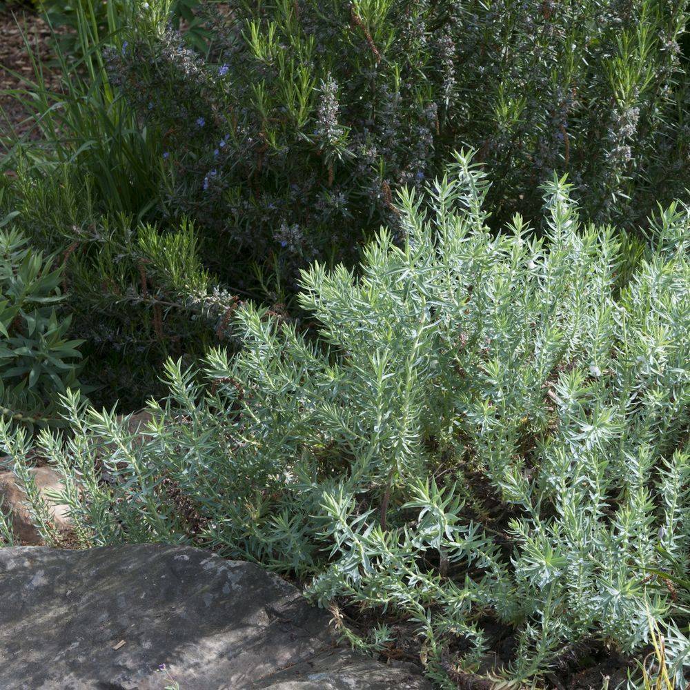Euphorbia pithyusa