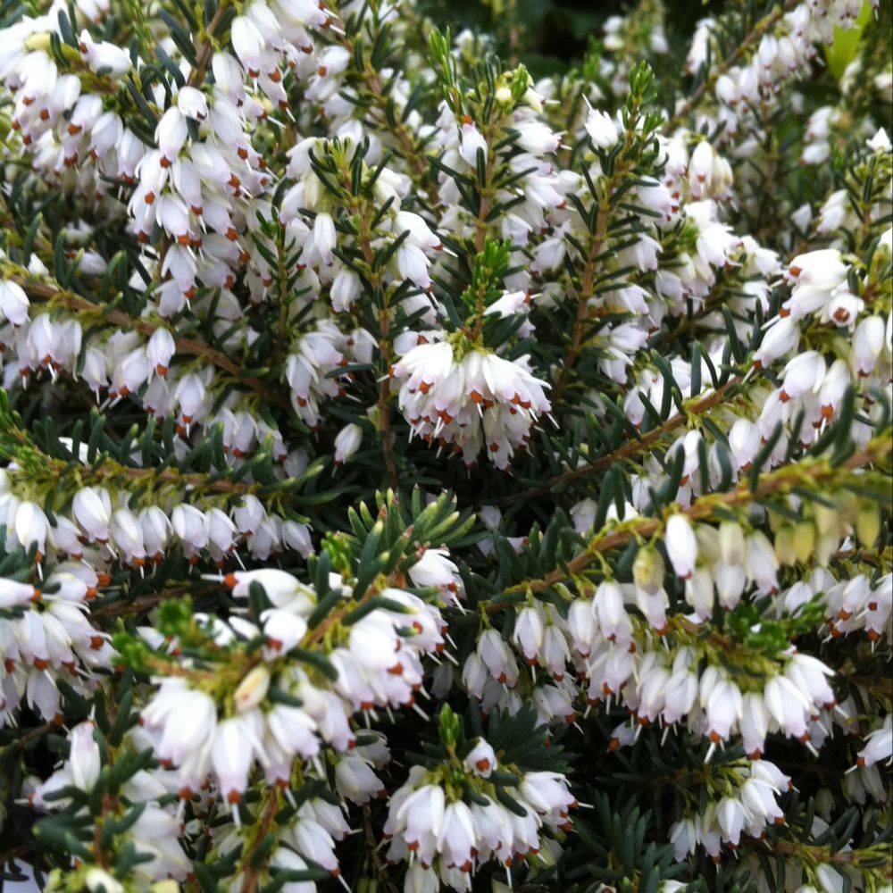 Bruyere Erica darleyensis white glow