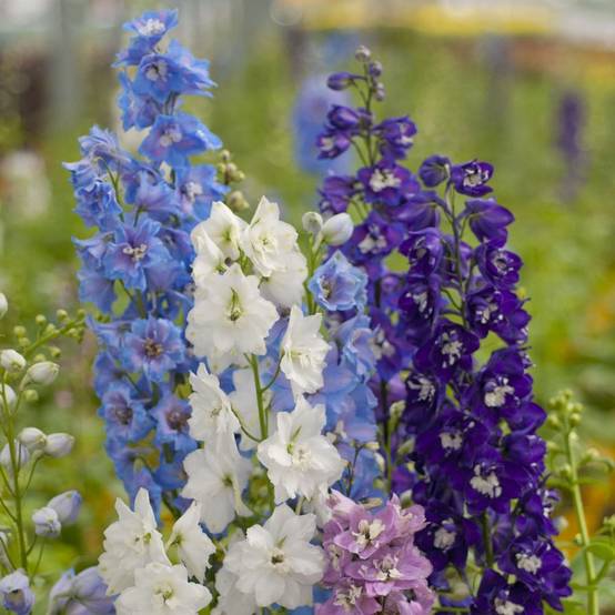 Delphinium hybride giant pacific - Image 1
