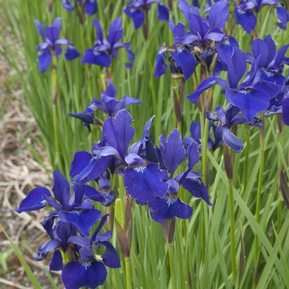 Iris sibirica ceasar's brother