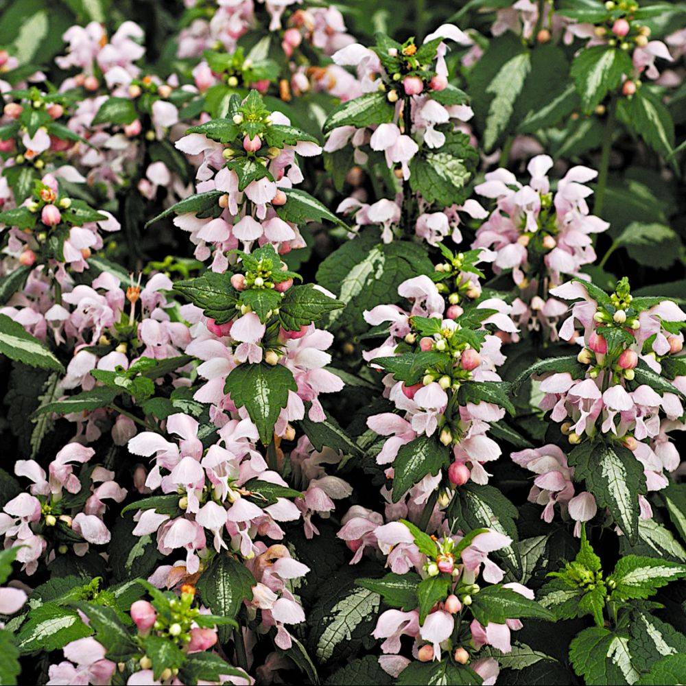 Lamium rose 'Shell Pink’'