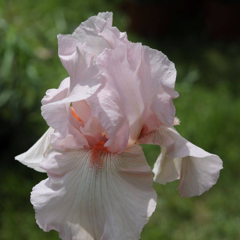 Iris germanica flamant rose lot de 3 - Image 2