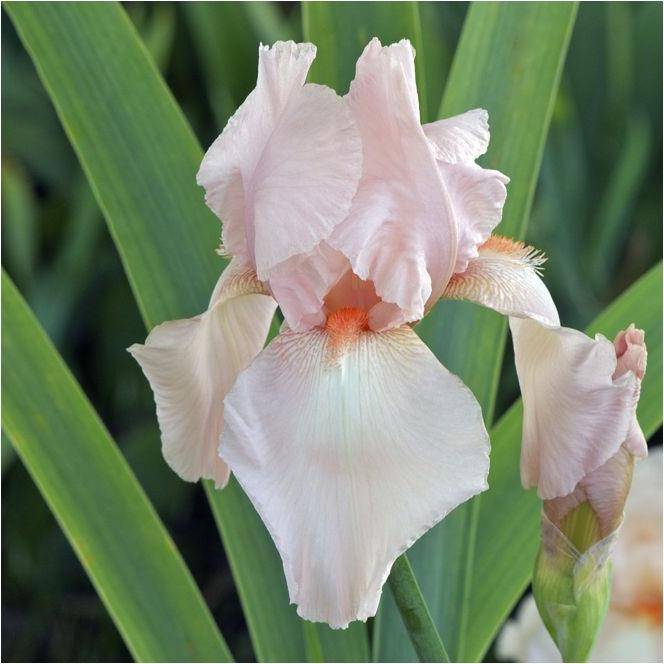 Iris germanica flamant rose lot de 3