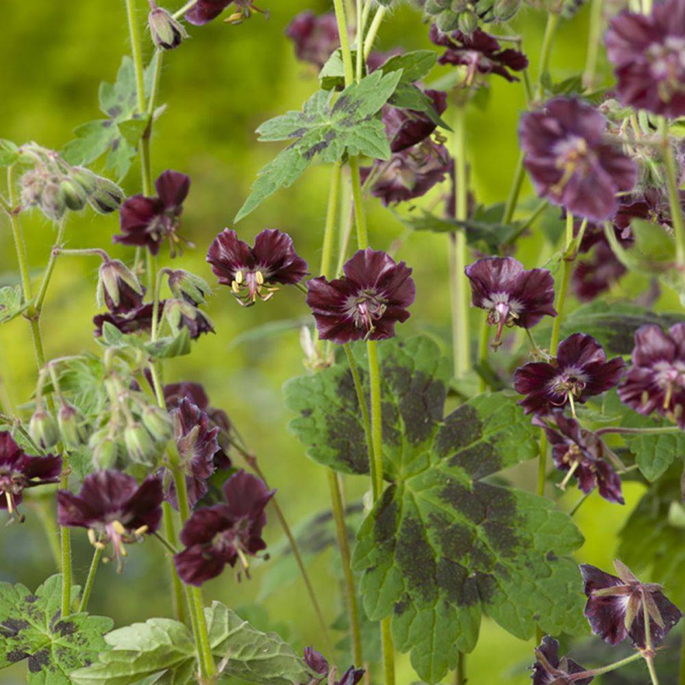 Géranium vivace phaeum Samobor - GODET 7CM - Gamm vert
