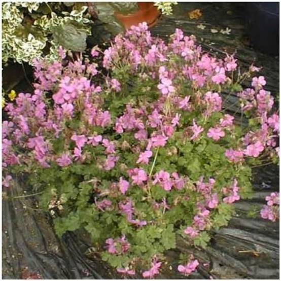 Geranium vivace rose vif 'Westray' lot de 3