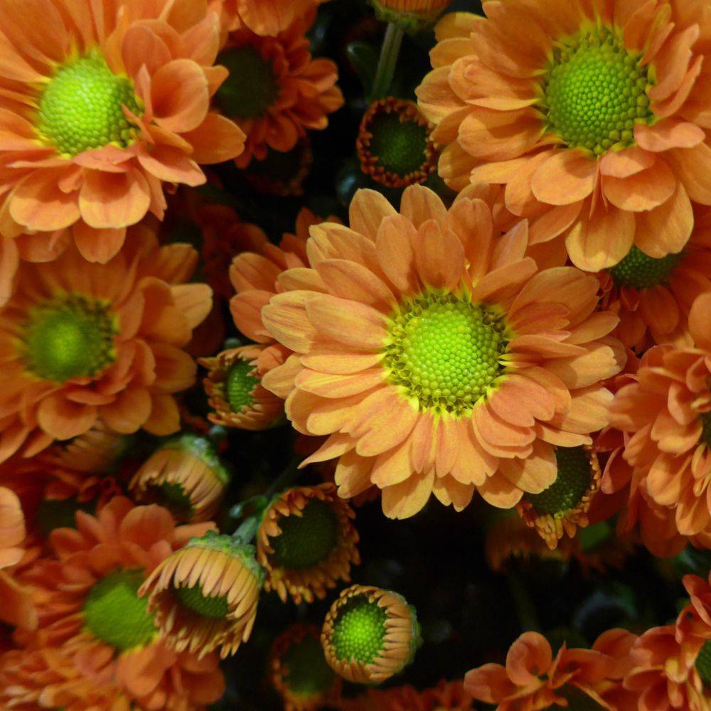 Marguerite d'automne orange