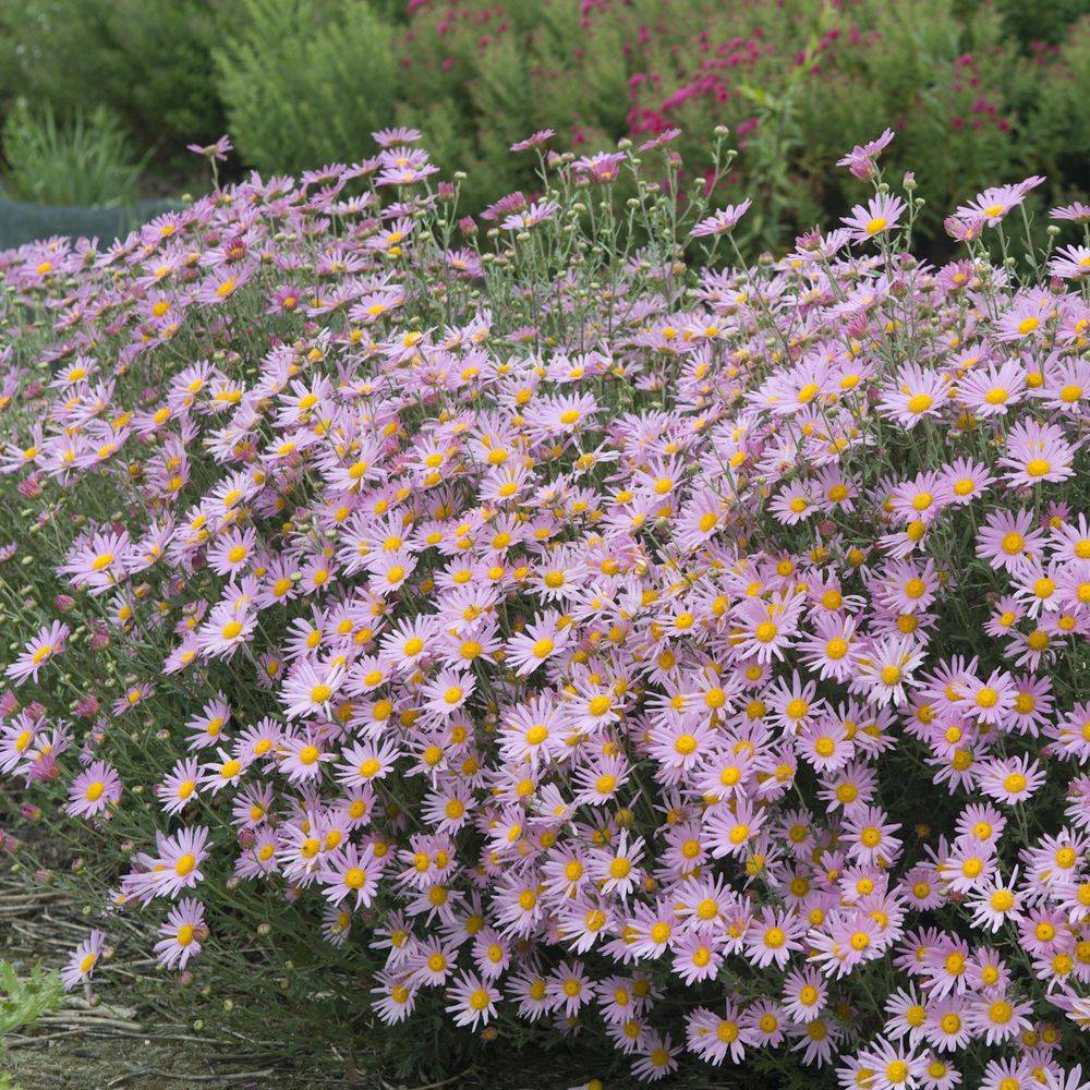 Chrysanthemum hybride rubellum clara curtis - Image 2