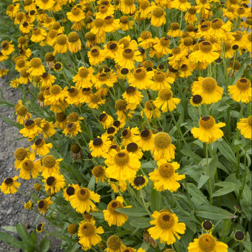Hélénie de Hoopes - Helenium - Image 2