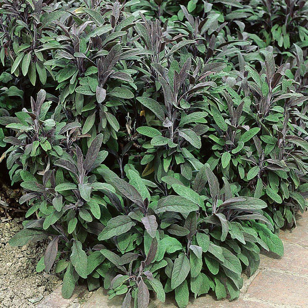 Sauge officinale pourpre