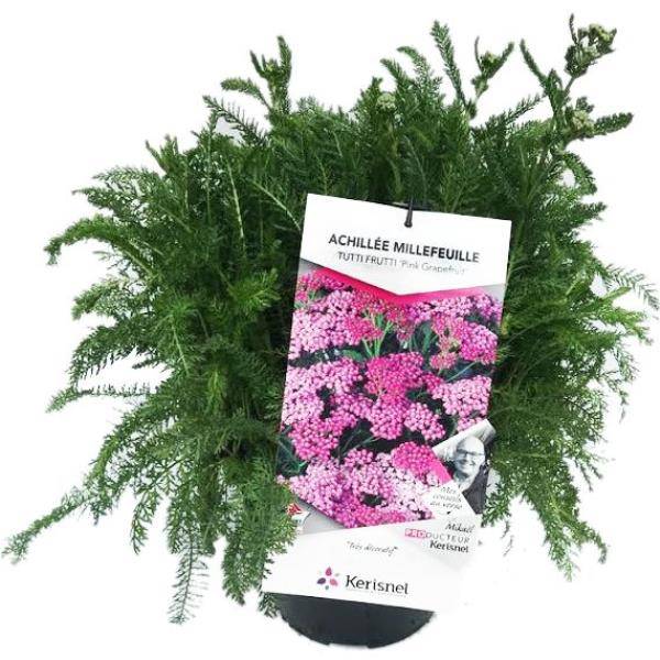 ACHILLEA millefolium Tutti Frutti 'Pink Grapefruit' en pot de 4 litres