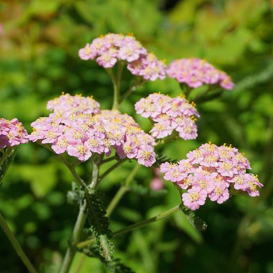ACHILLEA millefolium Tutti Frutti 'Pink Grapefruit' en pot de 4 litres - Image 2