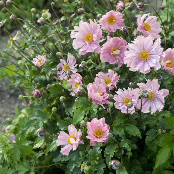 Anemone japonica koningin charlotte lot de 3 - Image 2