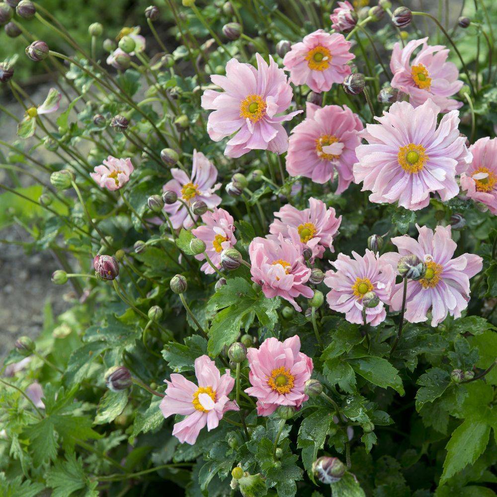 Anemone japonica koningin charlotte lot de 3 - Image 2