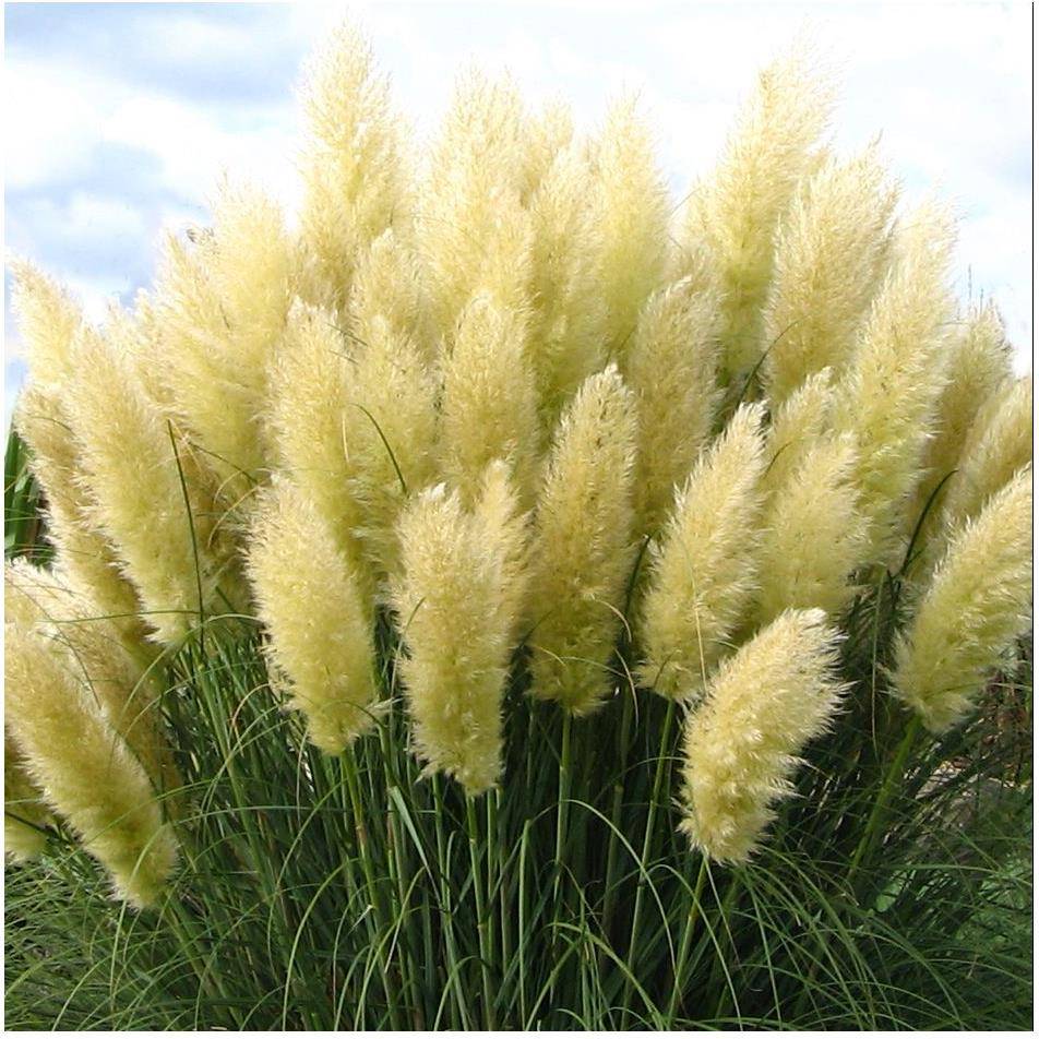 Herbe des pampas blanche