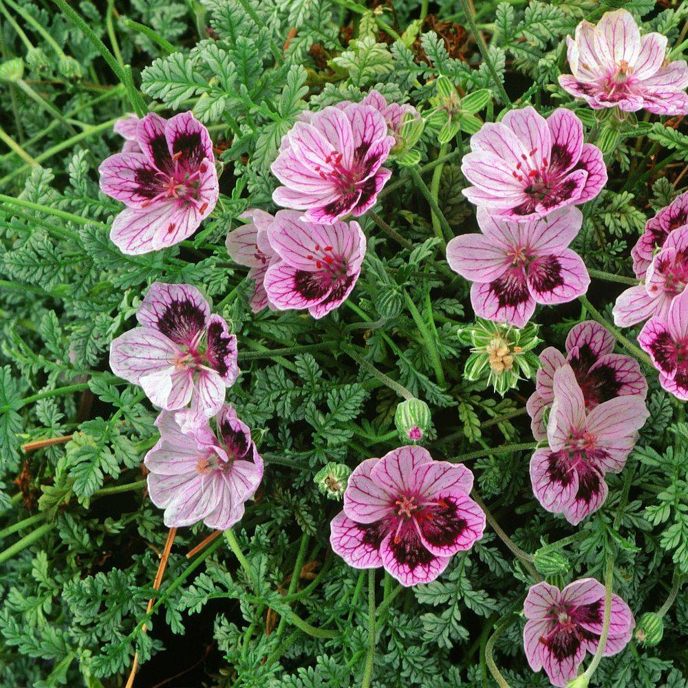 Erodium guttatum natasha