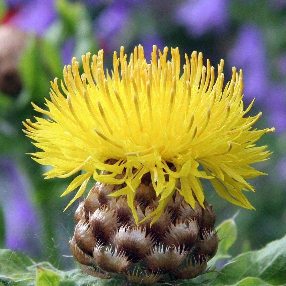 Centaurea macrocephala - Image 1