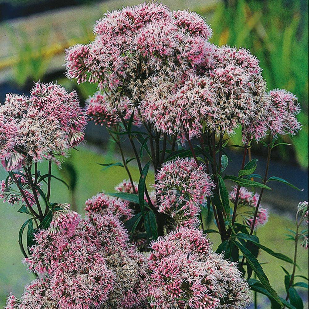Eupatoire à feuilles de chanvre - Eupatorium cannabinum - Image 4