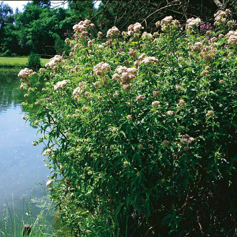 Eupatoire à feuilles de chanvre - Eupatorium cannabinum - Image 5