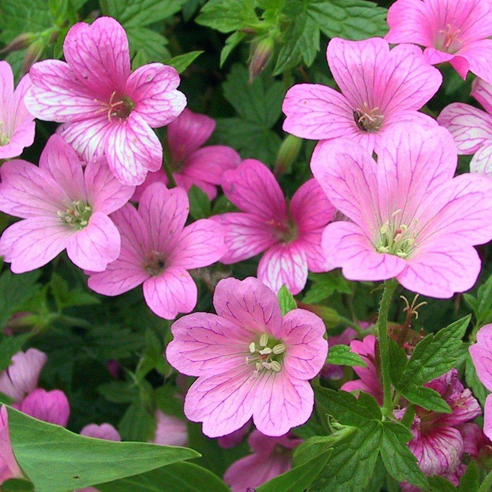 Geranium endressii - Image 1