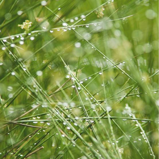 Plante aquatique Juncus effusus - Jonc des chaisiers - Image 3